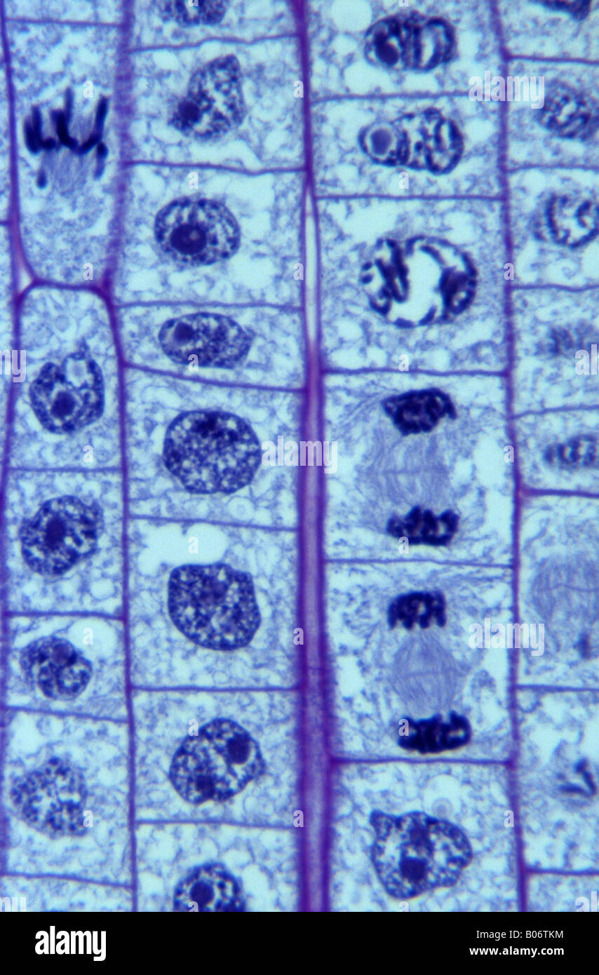 Onion cell microscope hires stock photography and images Alamy