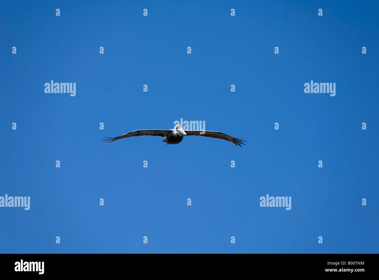 flying pelican Stock Photo