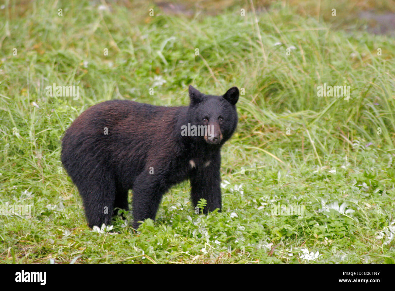 A bear Stock Photo