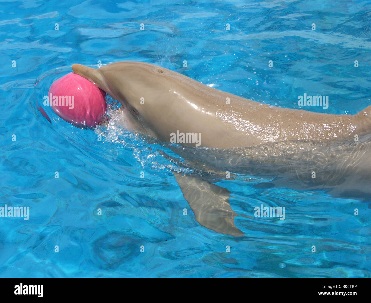 Dolphin with pink ball Stock Photo