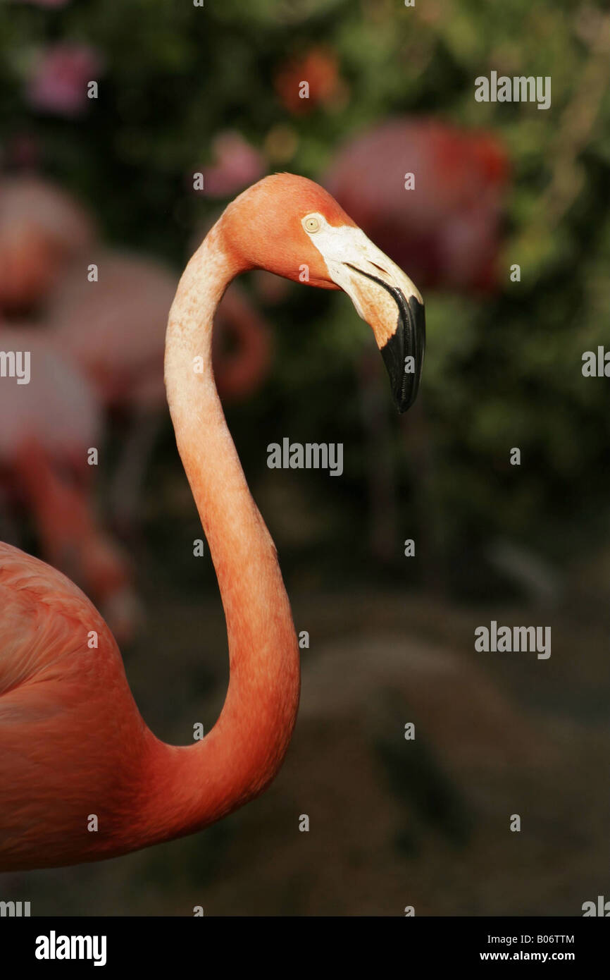 Flamingo Stock Photo