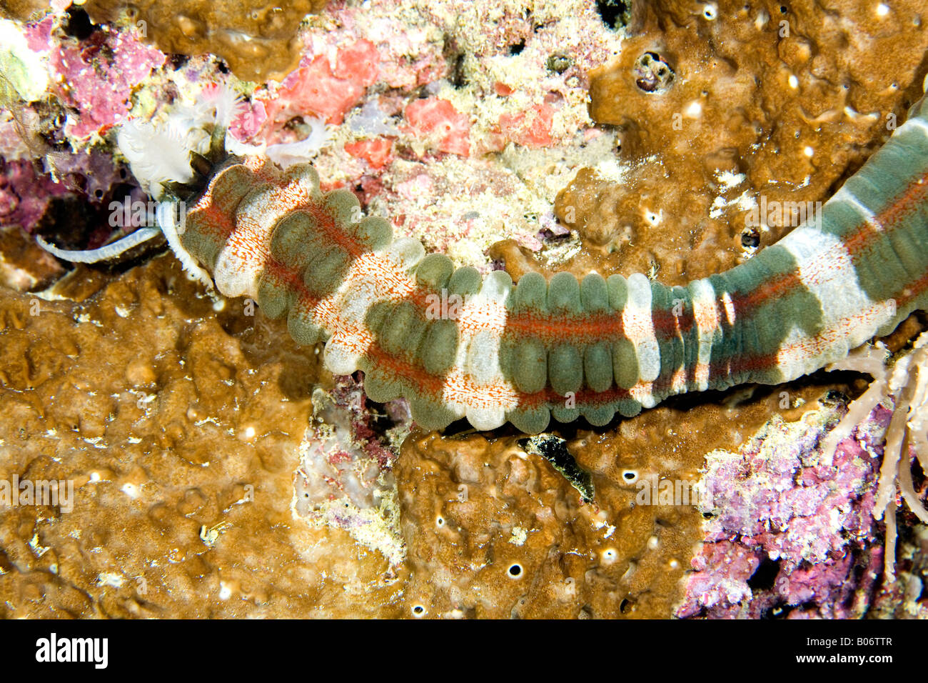 Sea cucumber or holothurian, Polyplectana kefersteinii, feeding on the reef underwater Stock Photo
