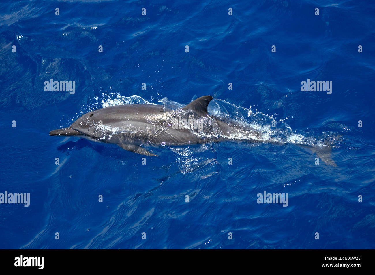 Spinner Dolphin Maldives Stenella longirostris Stock Photo