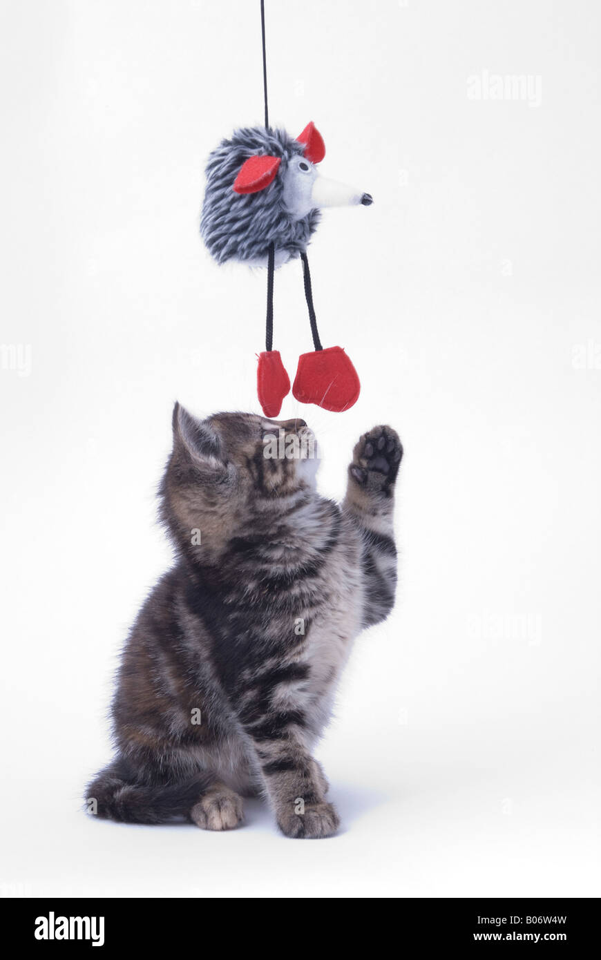 Eight week old tabby kitten tentatively playing with a mouse toy Stock Photo