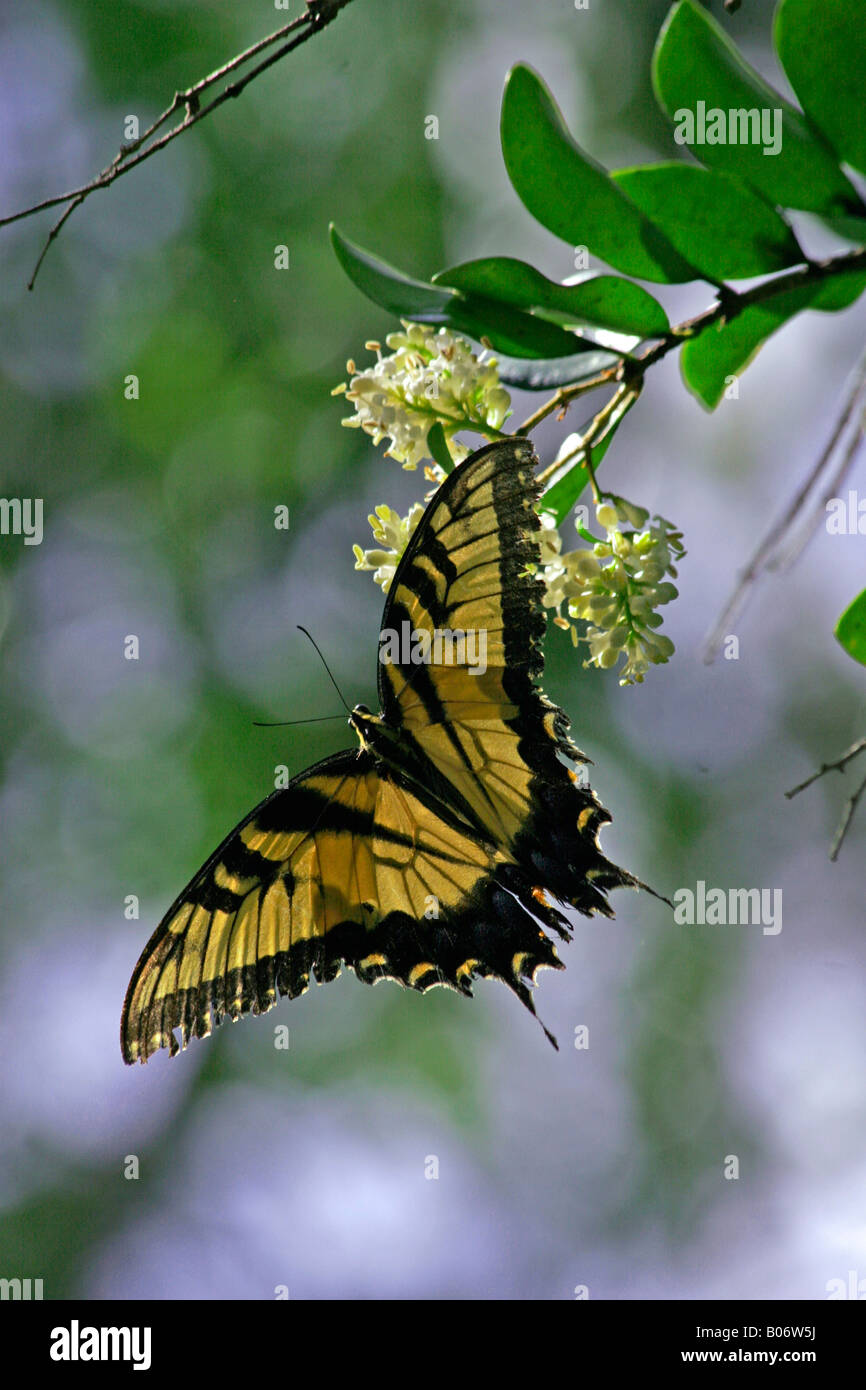 Butterfly on flower Stock Photo