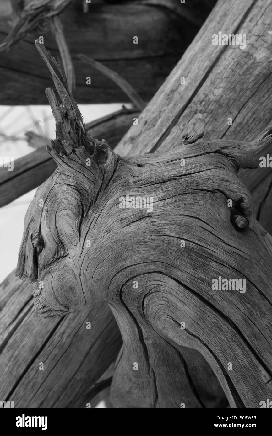 Dry wood sculpture in Fish Creek park, Calgary, Alberta Stock Photo