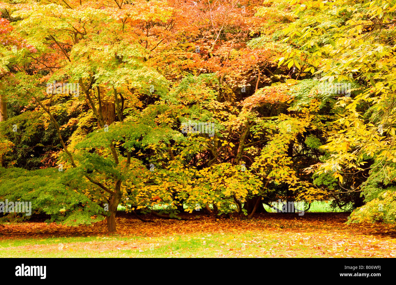 Autumn trees with gold and yellow foliage Stock Photo