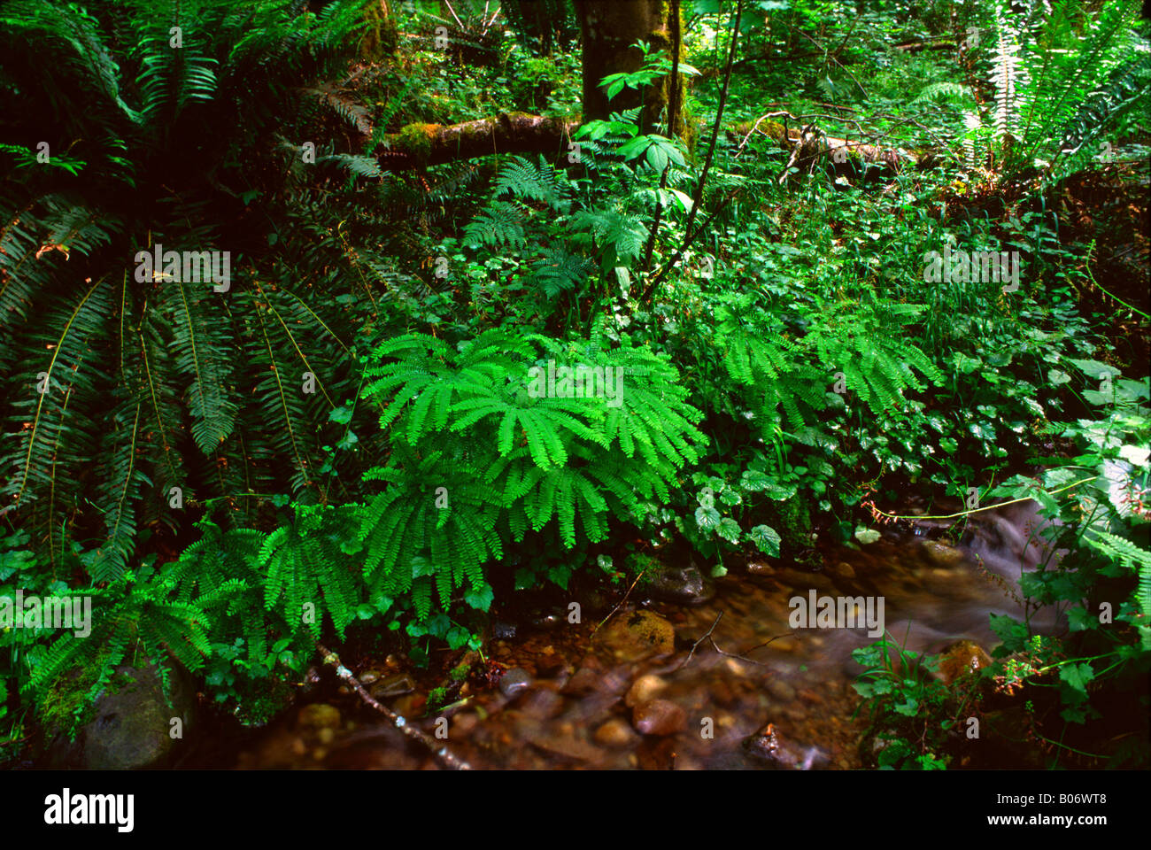 Sword fern, wood fern, and maidenhair fern grow along a creek in the forest of Tiger Mountain, Washington State, USA Stock Photo