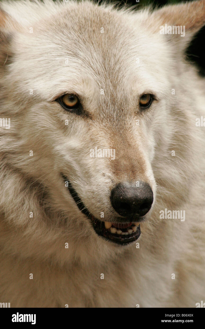 Wolf closeup Stock Photo