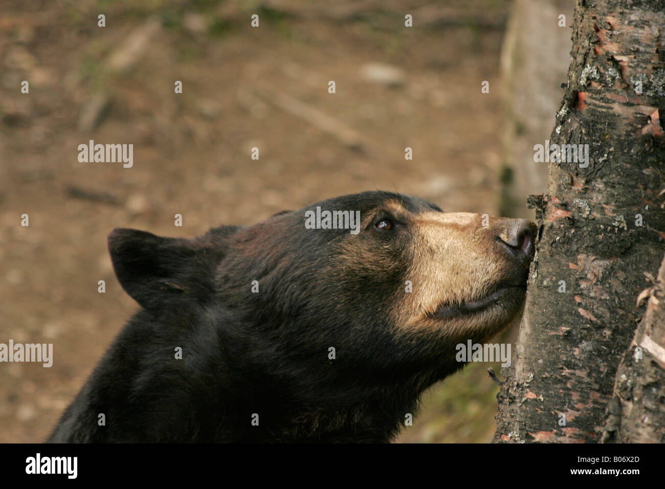 Black bear sniffing tree Stock Photo