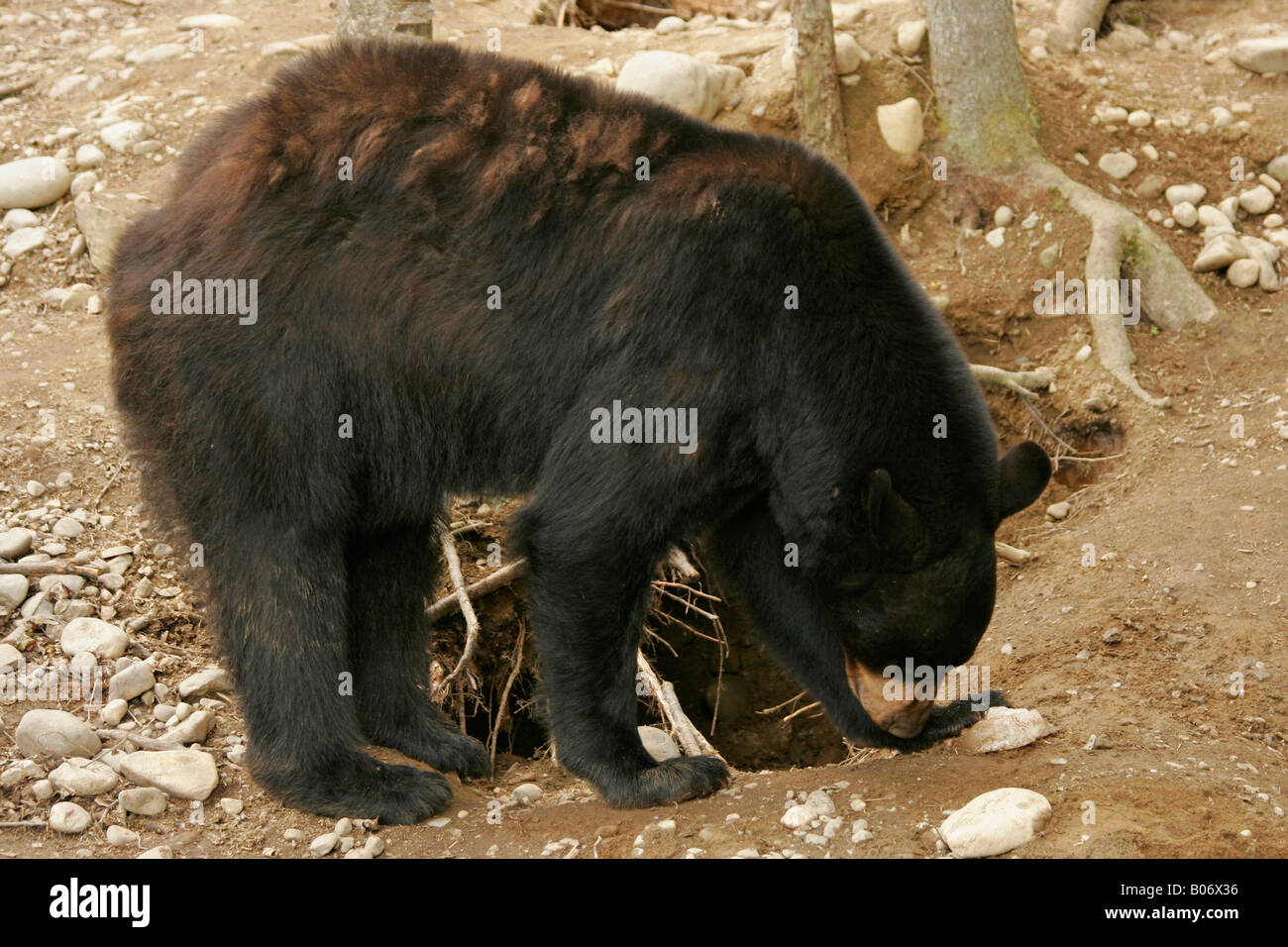 Black bear side Stock Photo