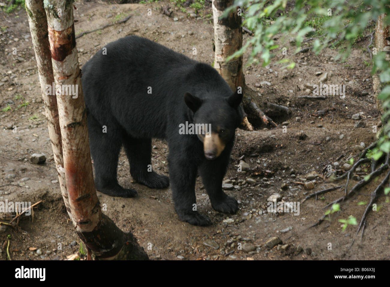 Black bear Stock Photo