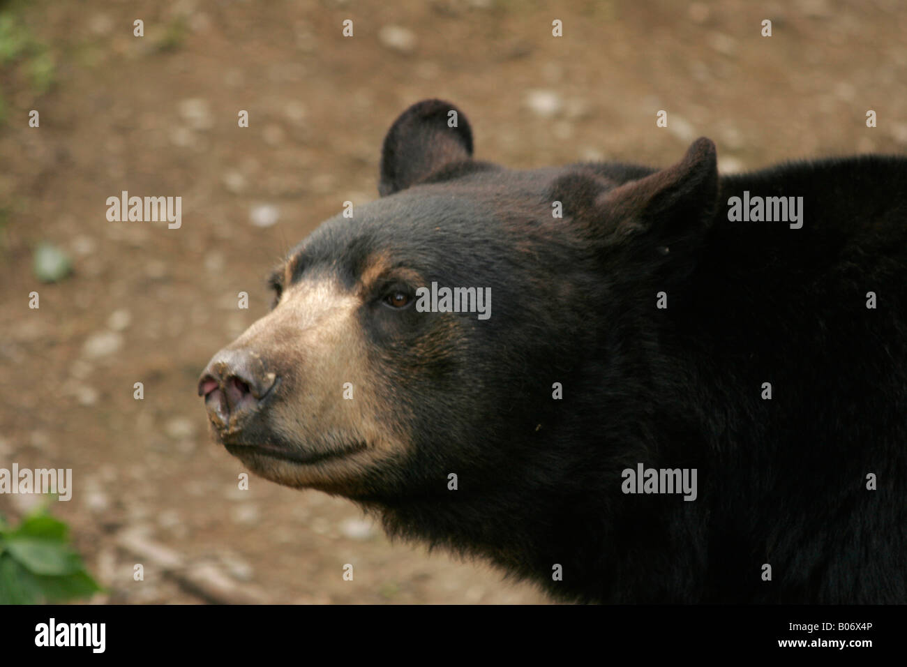 Black bear closeup Stock Photo