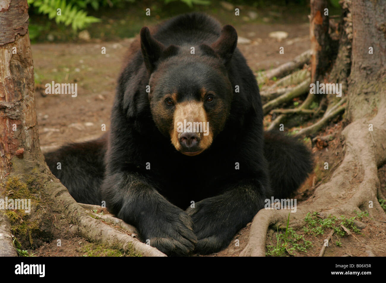 Black bear squatting Stock Photo