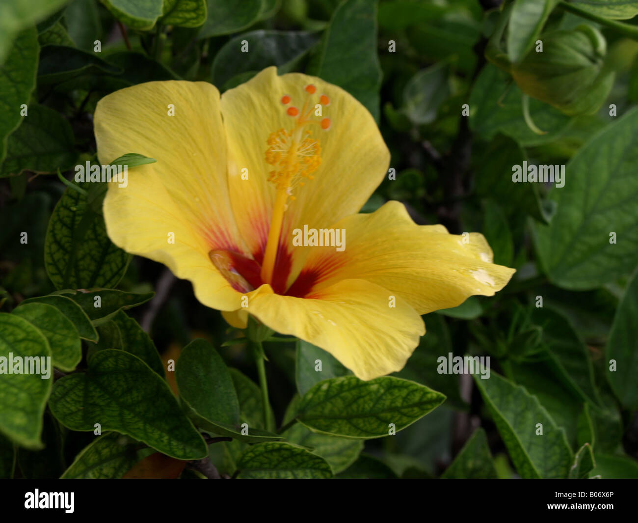 Yellow hibiscus hi-res stock photography and images - Alamy