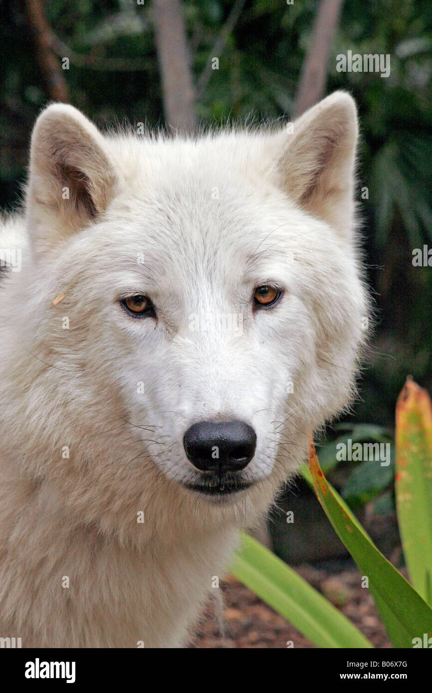 Alaska white wolves hi-res stock photography and images - Alamy, image size:866x1390