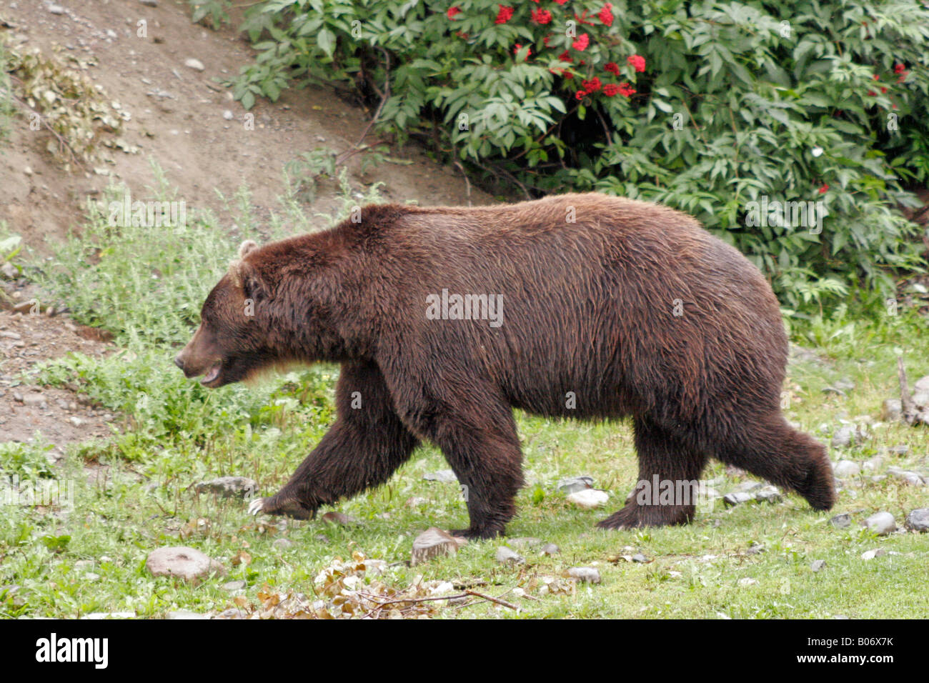 Grizzly profile Stock Photo