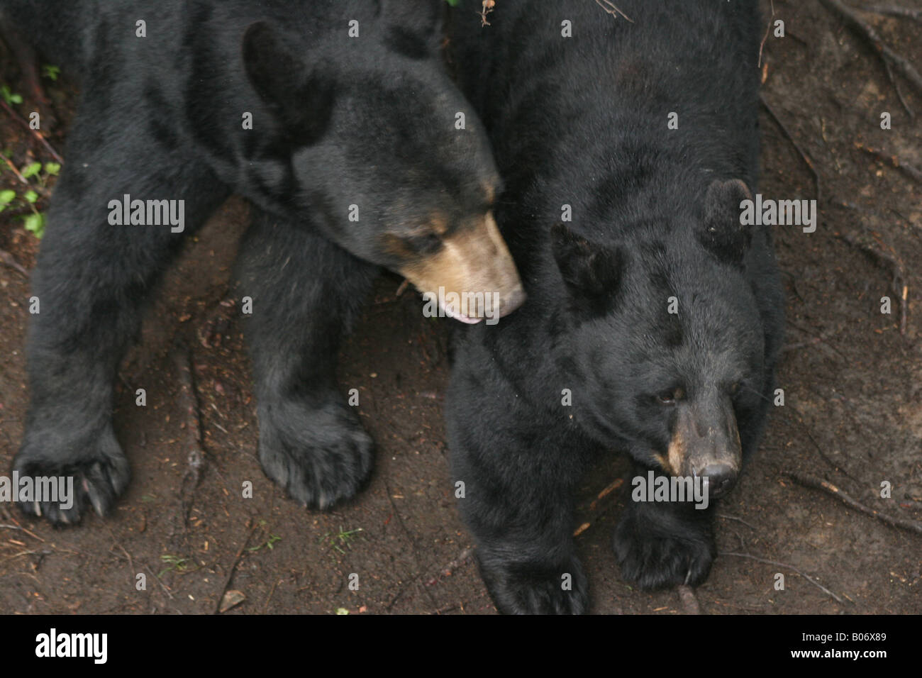 Black bears Stock Photo