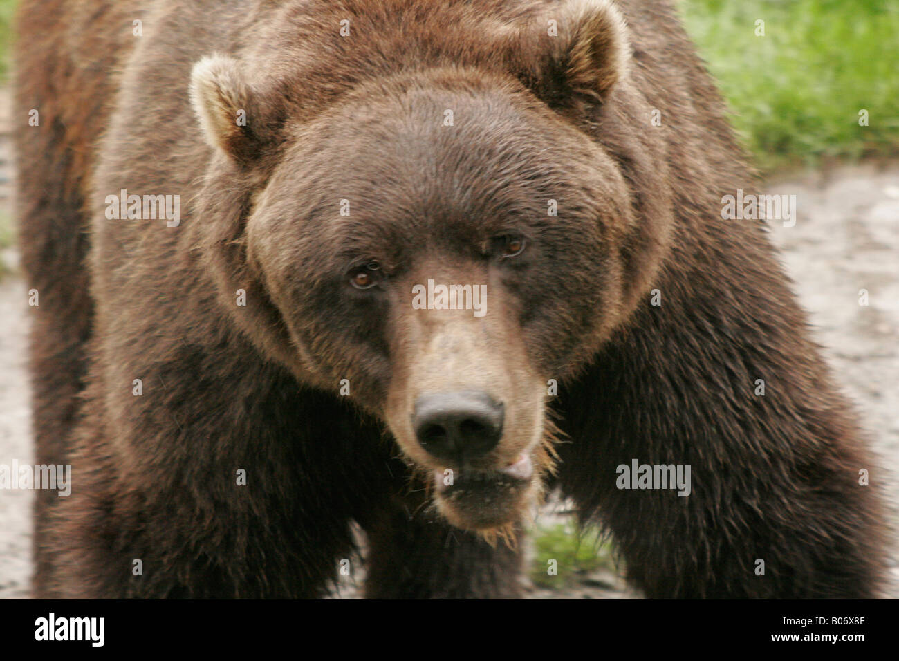 Brown bear from front Stock Photo