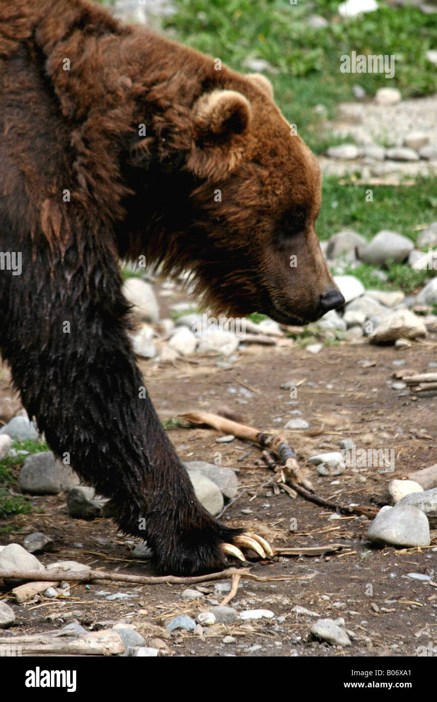 Wet brown bear Stock Photo