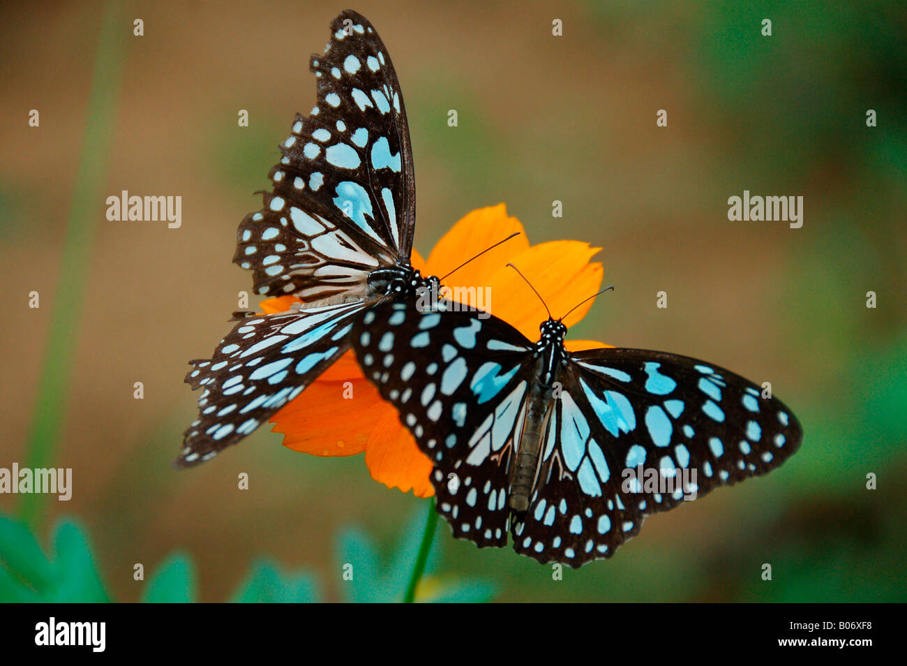 Blue tiger butterflies Stock Photo Alamy