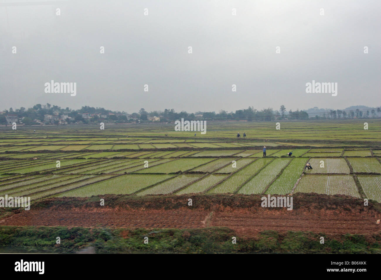 Vietnam fields Stock Photo