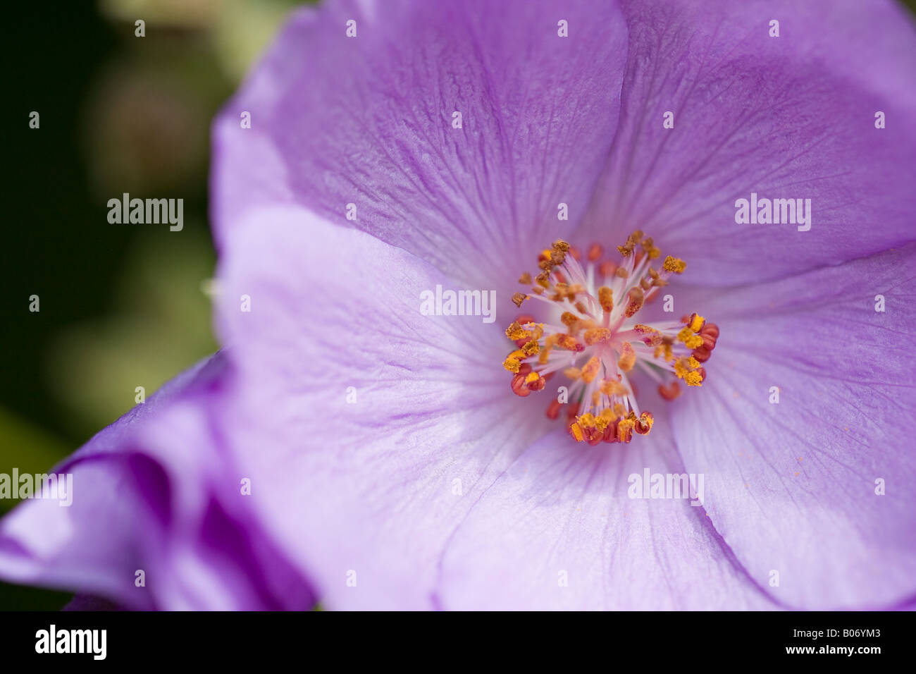 Close up of a single beautiful Abutilon Suntense in bloom in Spring Stock Photo