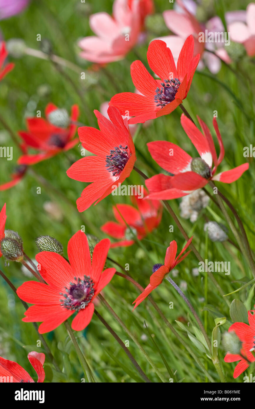England,UK. A section of an English wildflower meadow with pink and red Anemones in bloom in Spring (Anemone nemorosa) Stock Photo