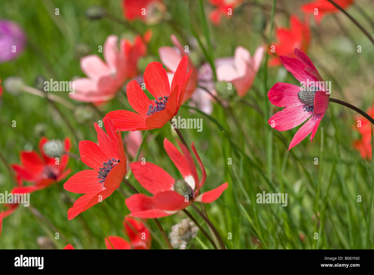 England,UK. A section of an English wildflower meadow with pink and red Anemones in bloom in Spring (Anemone nemorosa) Stock Photo