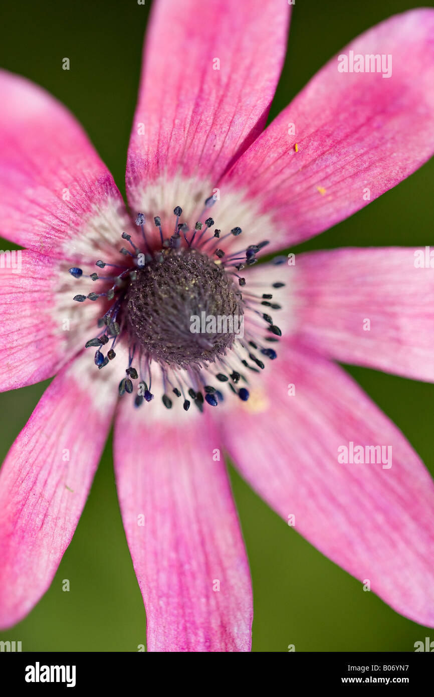 England,UK. A closeup view of a wild pink Anemone flower head in Spring (Anemone nemorosa) Stock Photo
