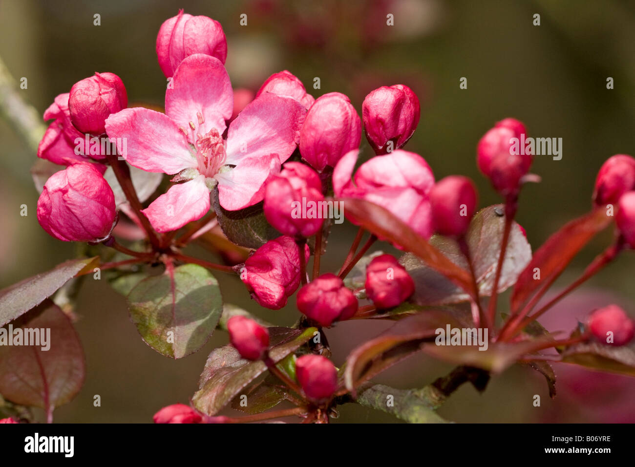Pink blossom of the Flowering Crab Apple tree (Malus spectabilis 'Riversii') in Spring Stock