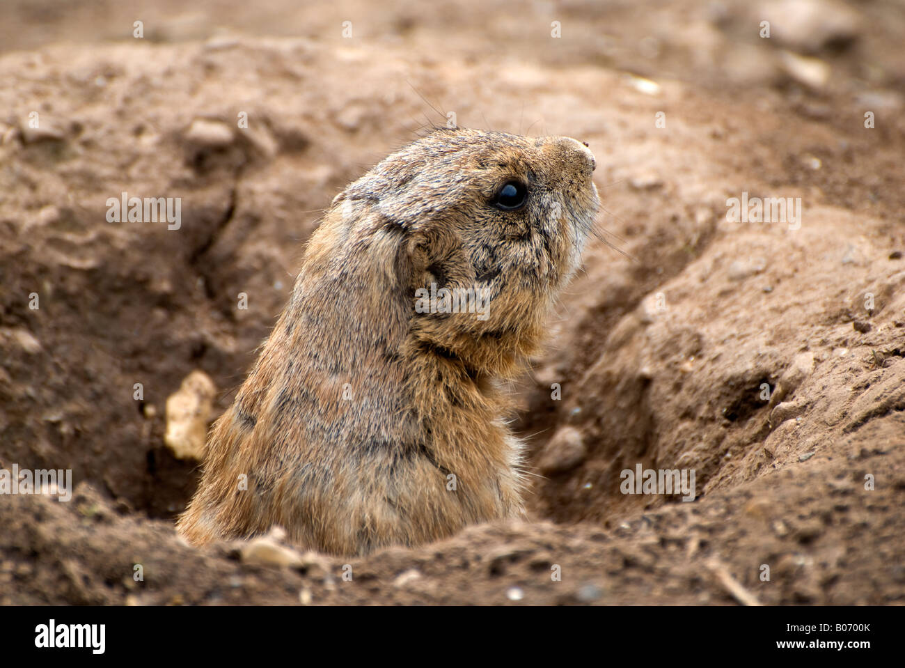 prairie dog emerging from his burrow shot 03 side profile number 2678 Stock Photo