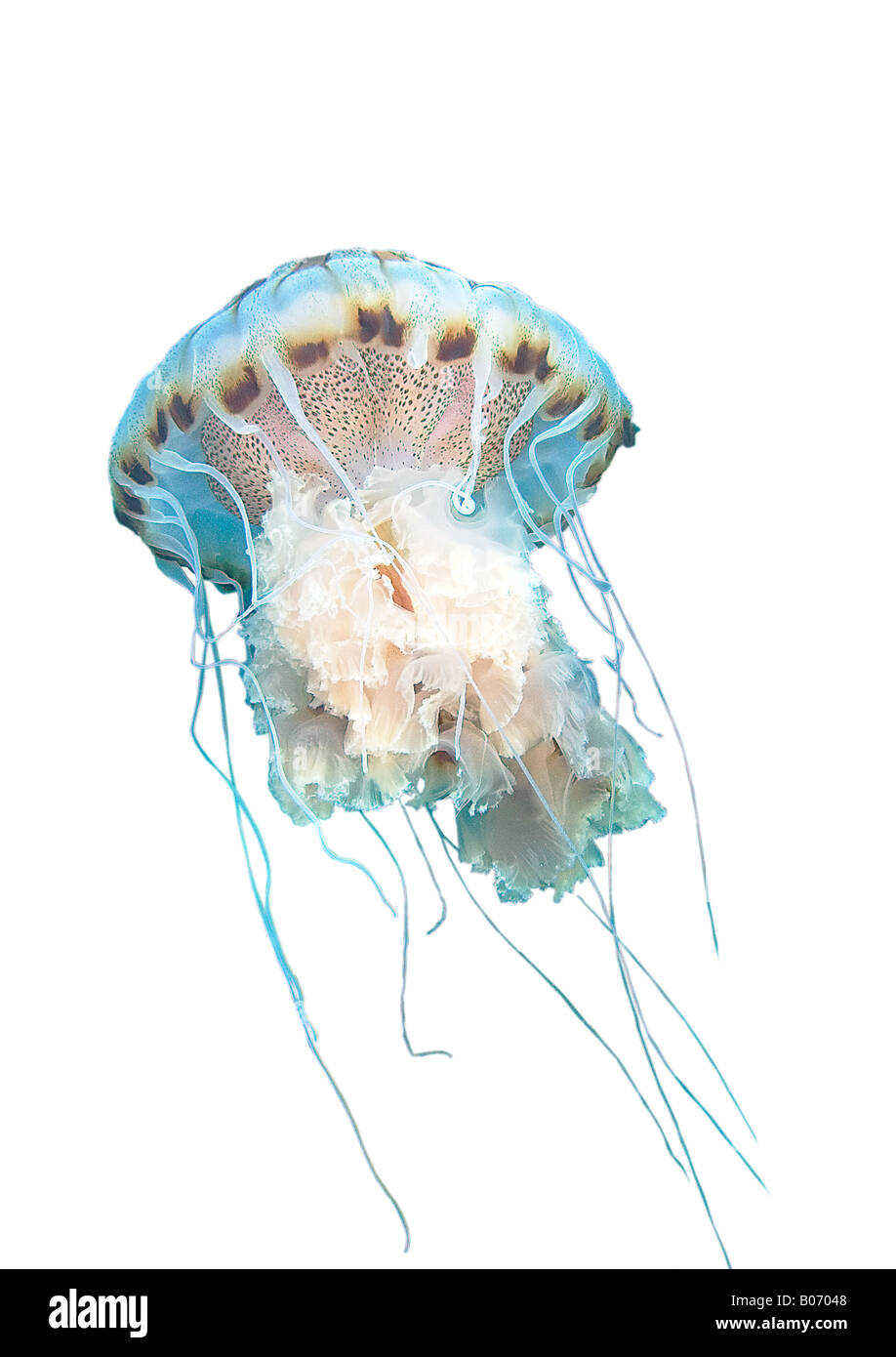 Chrysaora hyoscella Compass jellyfish Jellyfishs Scyphozoa Cnidaria Mediterranean Sea Murcia Spain Stock Photo