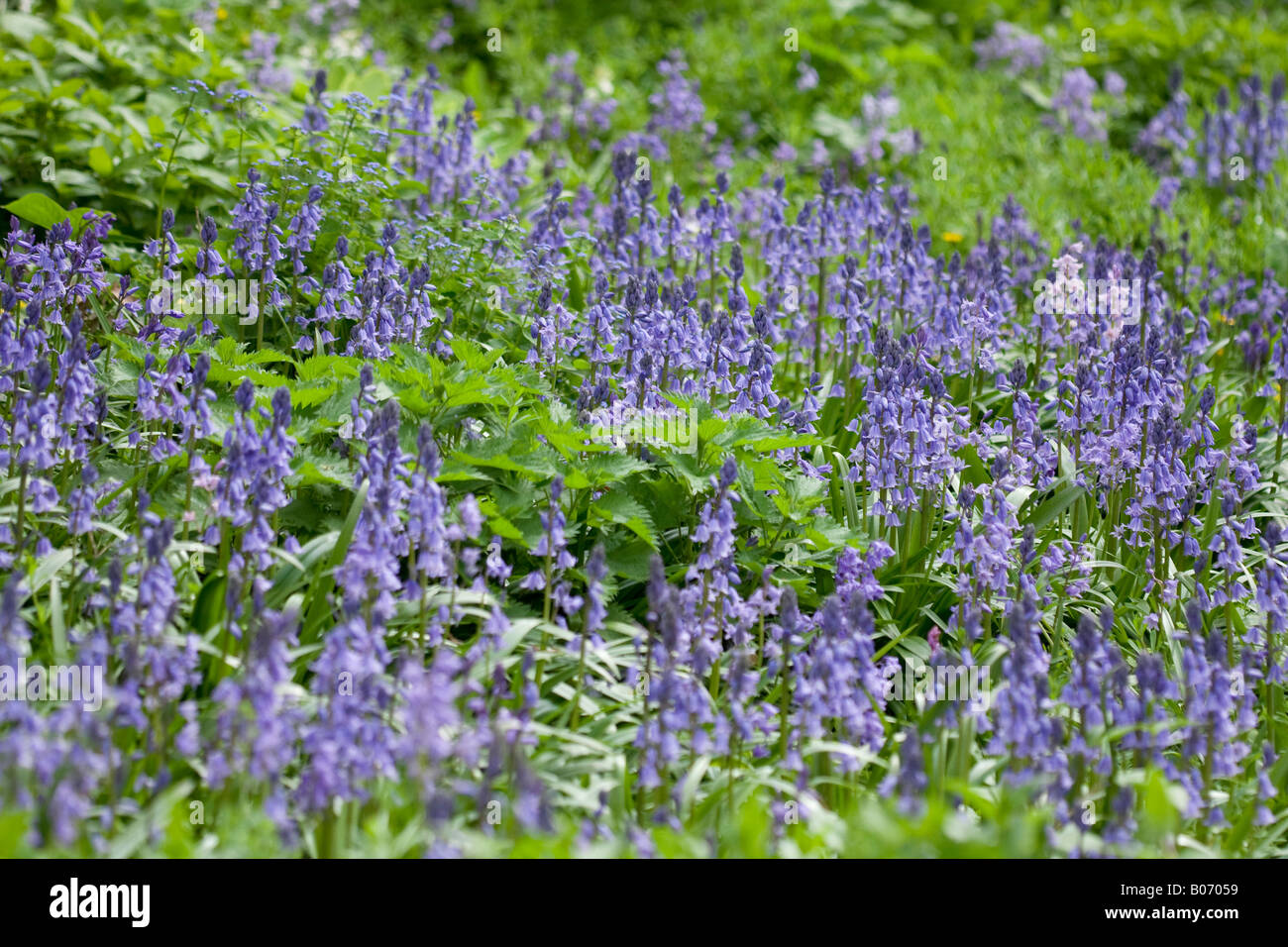 English Bluebells (Hyacinthoides non-scripta) in bloom in garden in Spring Stock Photo