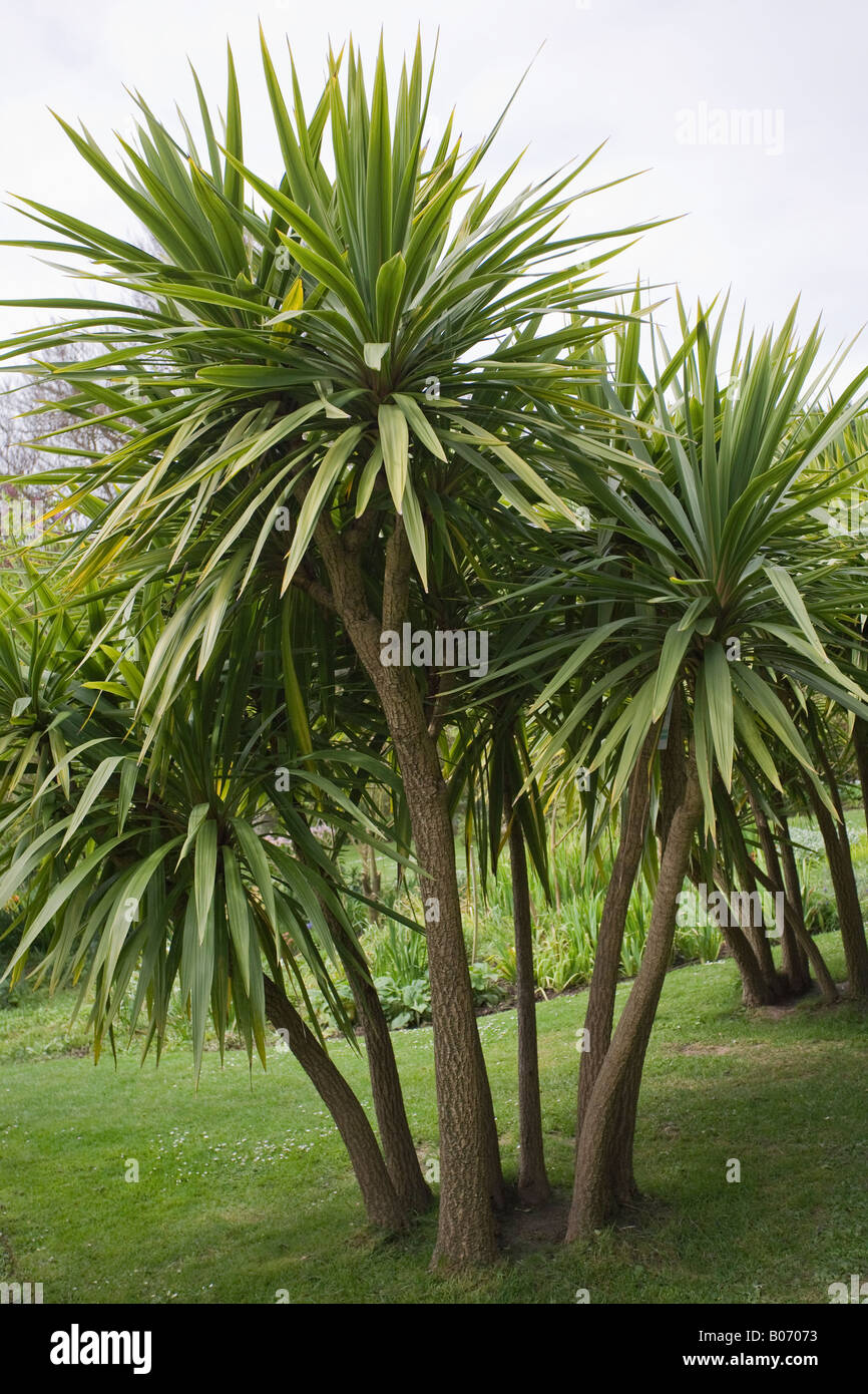 Cabbage palms growing in the UK. Cordyline australis Stock Photo
