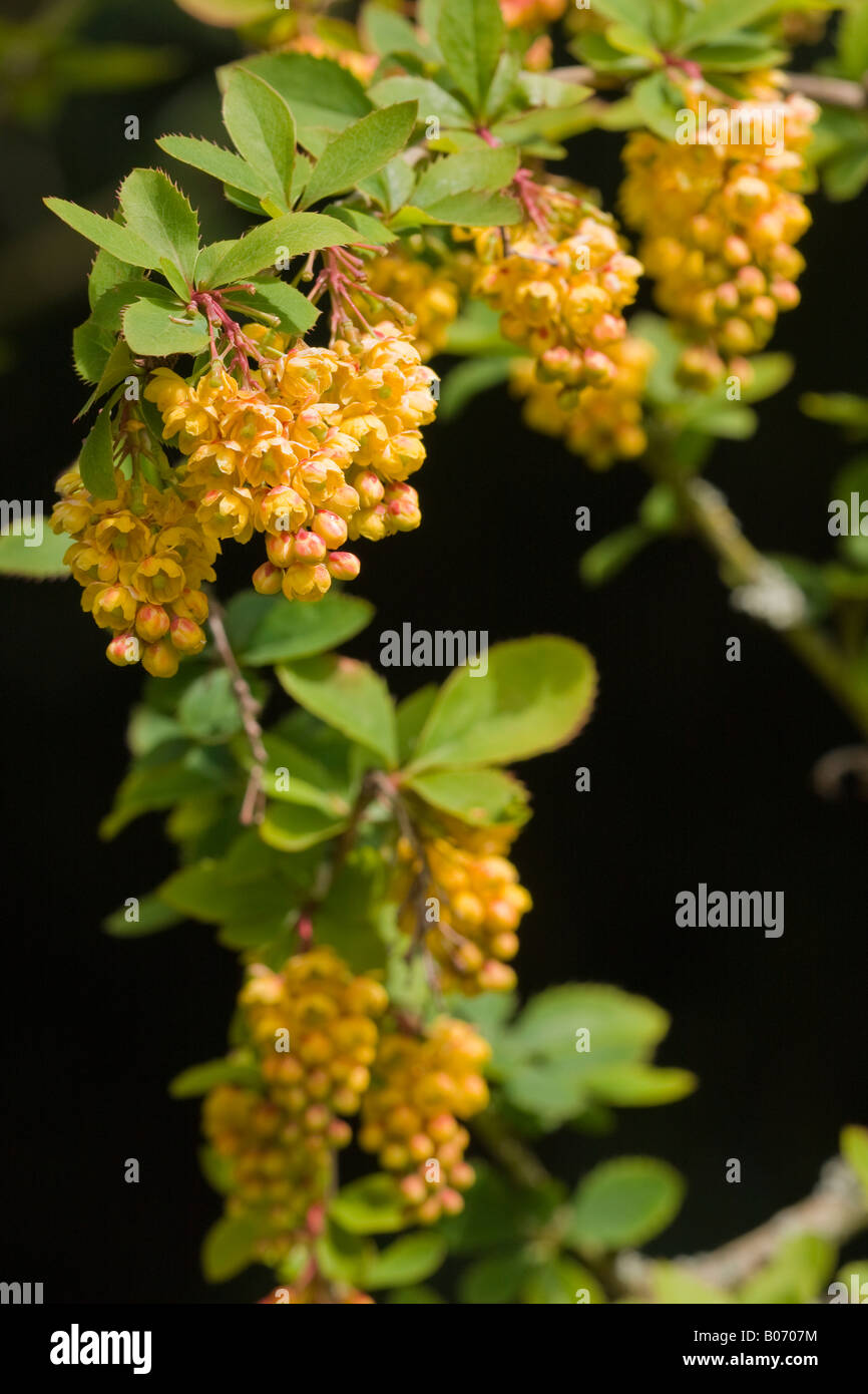 Close up of the bright golden yellow flowers of the Barberry (Berberis jamesiana) shrub in bloom in April Stock Photo