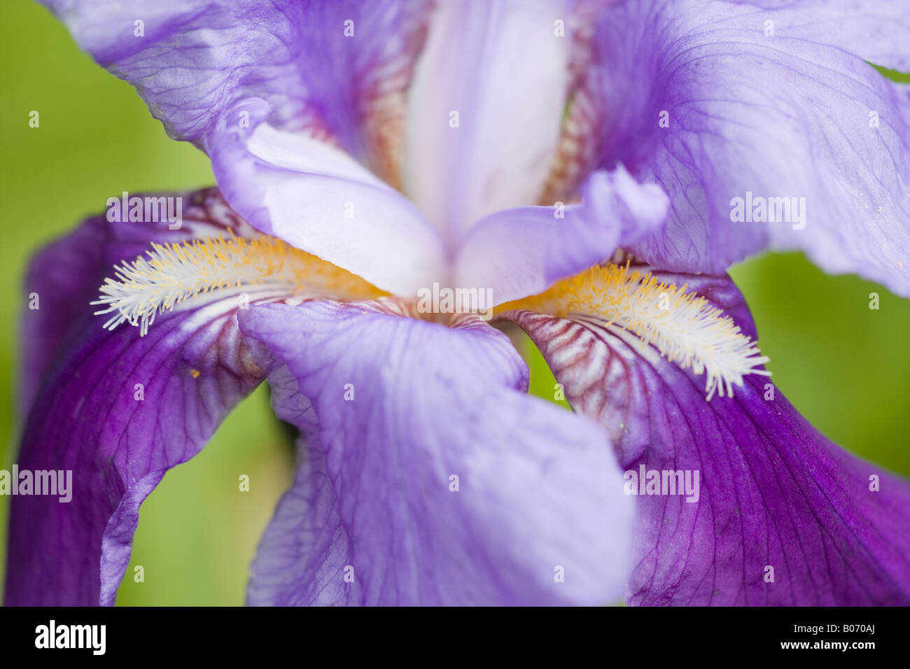 Portrait of a beautiful deep lavender blue Bearded Iris (Iris germanica