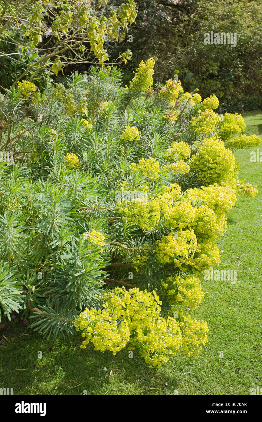 Bright lime green Euphorbia border in an English garden in Spring Stock Photo