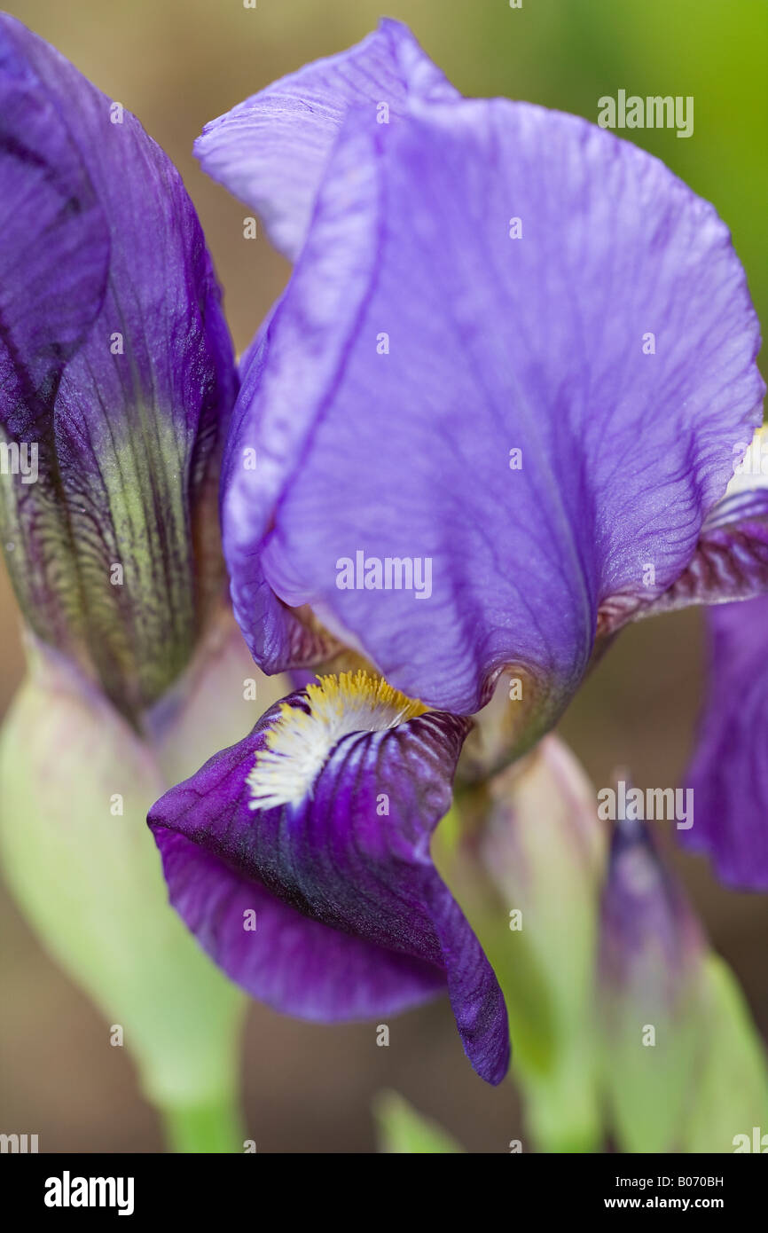 Portrait of a beautiful deep lavender blue Bearded Iris (Iris germanica