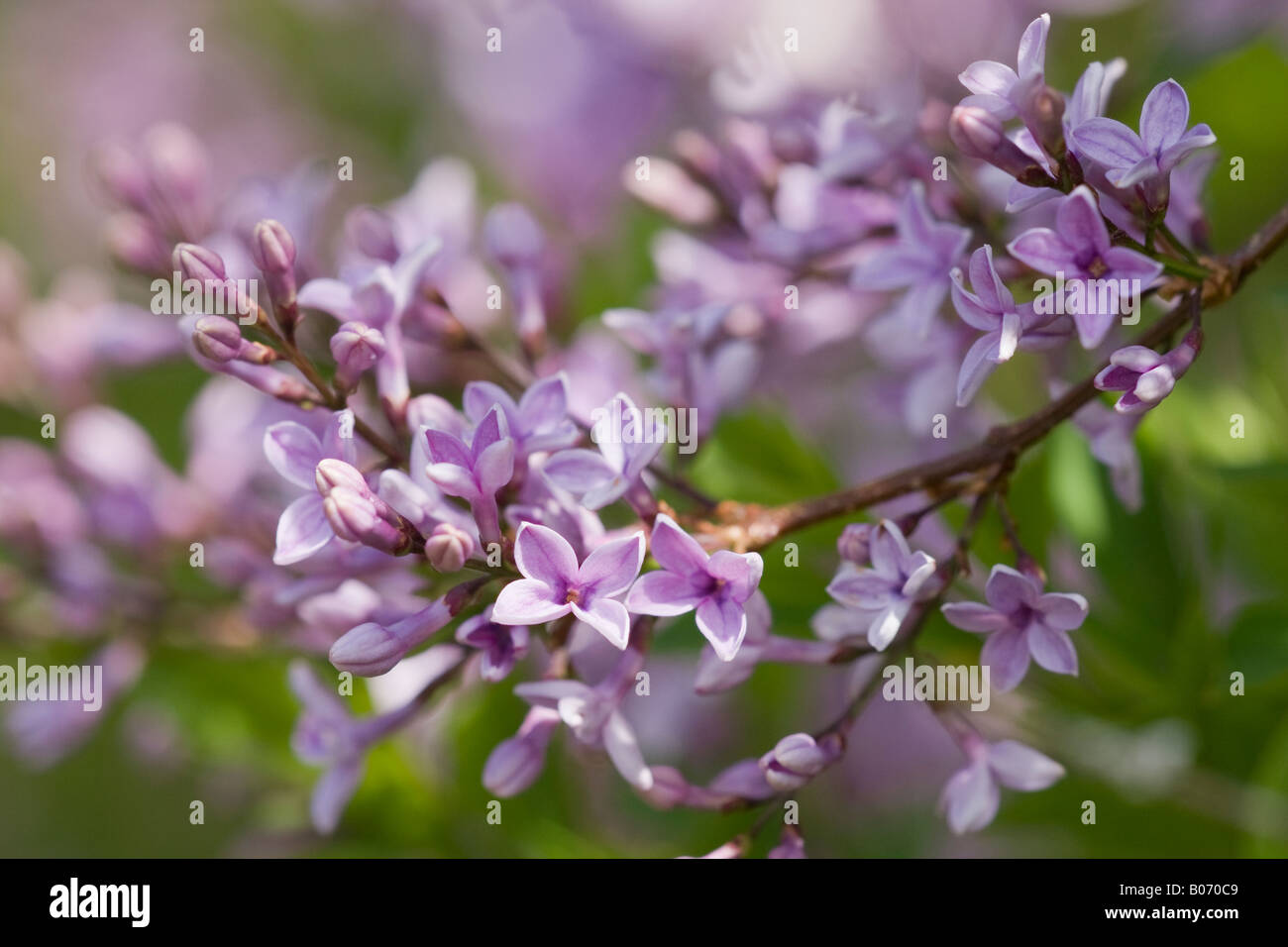 Close up of Lilac (Syringa vulgaris) in bloom in Spring Stock Photo
