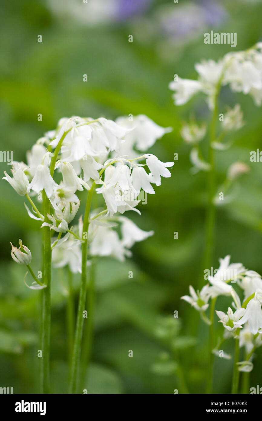 White bluebells (Hyacinthoides hispanica) in bloom in Spring Stock Photo