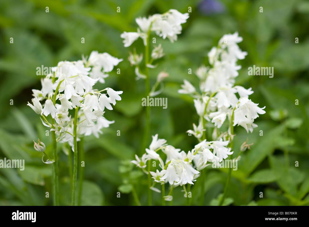 White bluebells (Hyacinthoides hispanica) in bloom in Spring Stock Photo