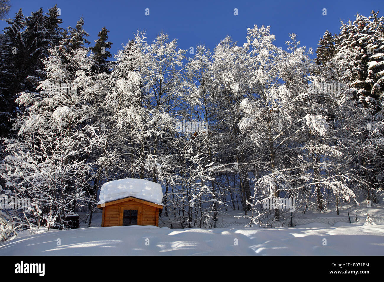 snow covered wooden hut in forest Stock Photo - Alamy