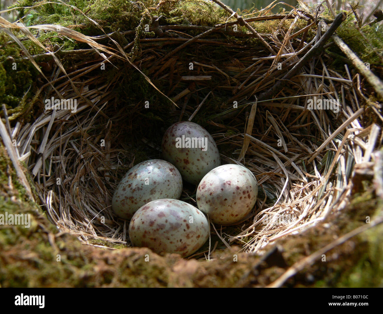 Mistle thrush eggs hi-res stock photography and images - Alamy