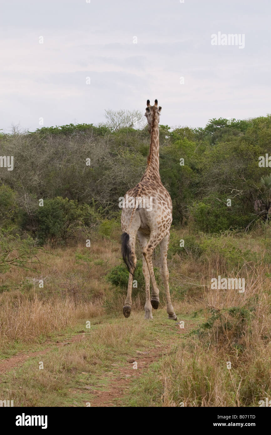 Giraffe running hi-res stock photography and images - Alamy