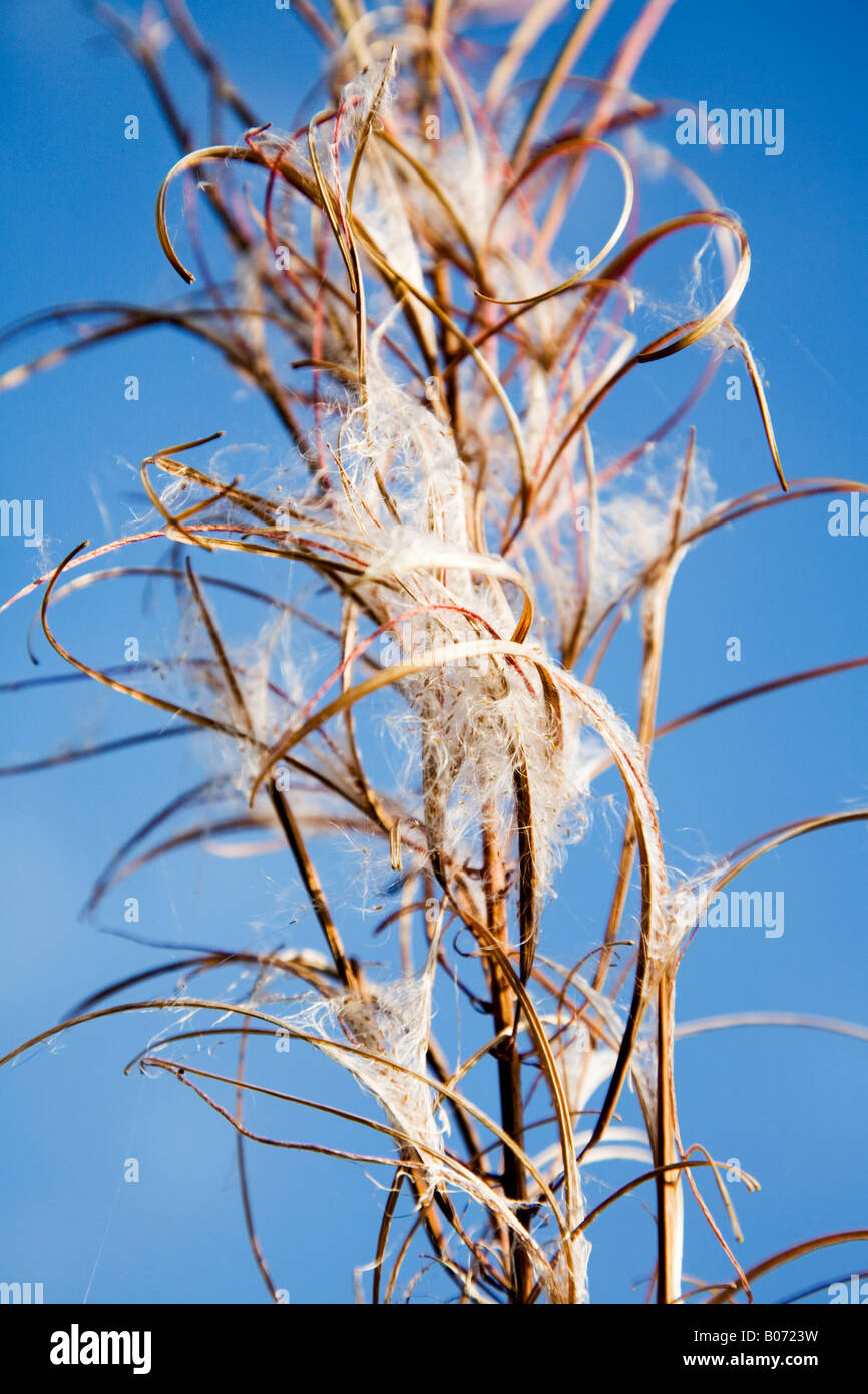 Seedhead of rosebay willow herb Epilobium spp Stock Photo