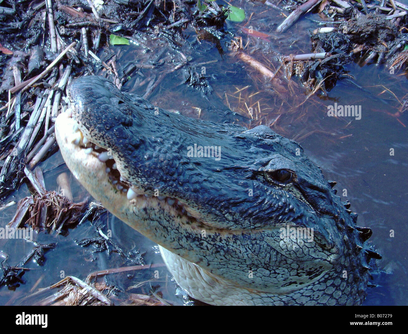 Gator Gaze Stock Photo