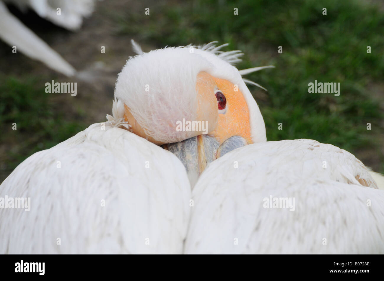 American White Pelican Stock Photo