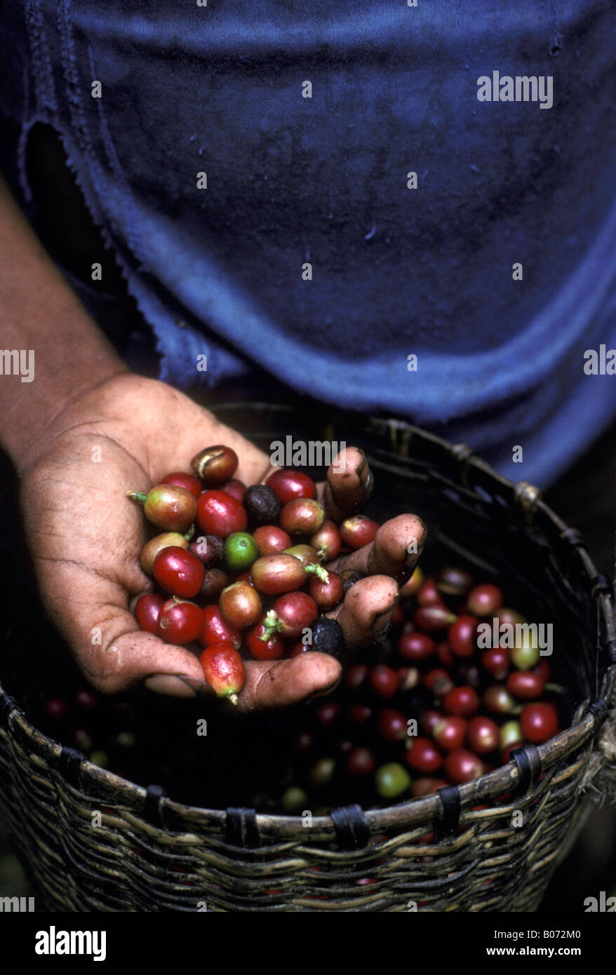 Guatemalan coffee worker during coffee harvest with hand full of coffee