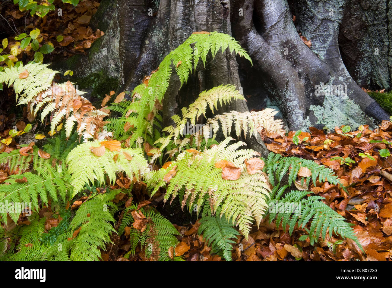 Autumn in the woods next to the River Tilt at Blair Atholl lady fern against beech tree Stock Photo